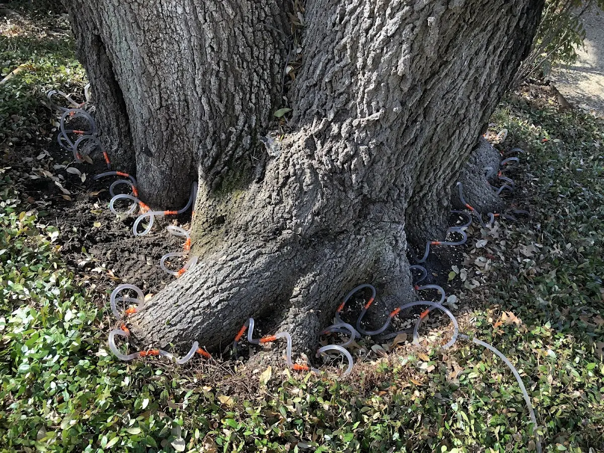Detailed Tree Cabling and Bracing job site in Munds Park