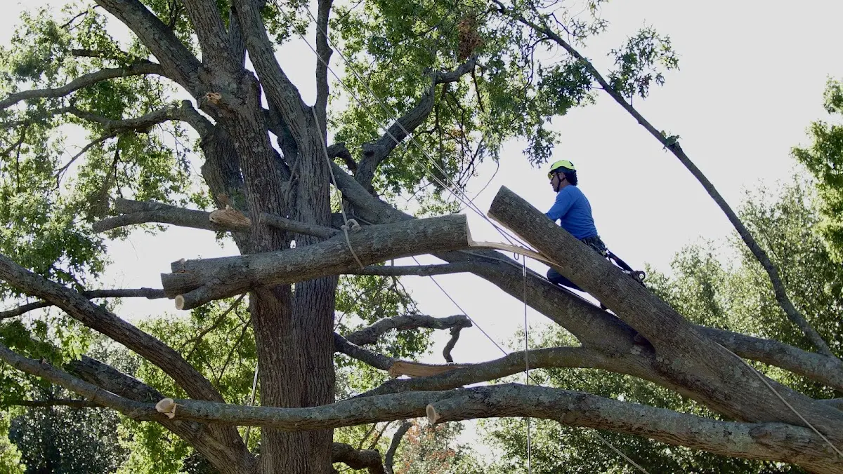 Professional Crown Thinning performed by certified arborists in Munds Park