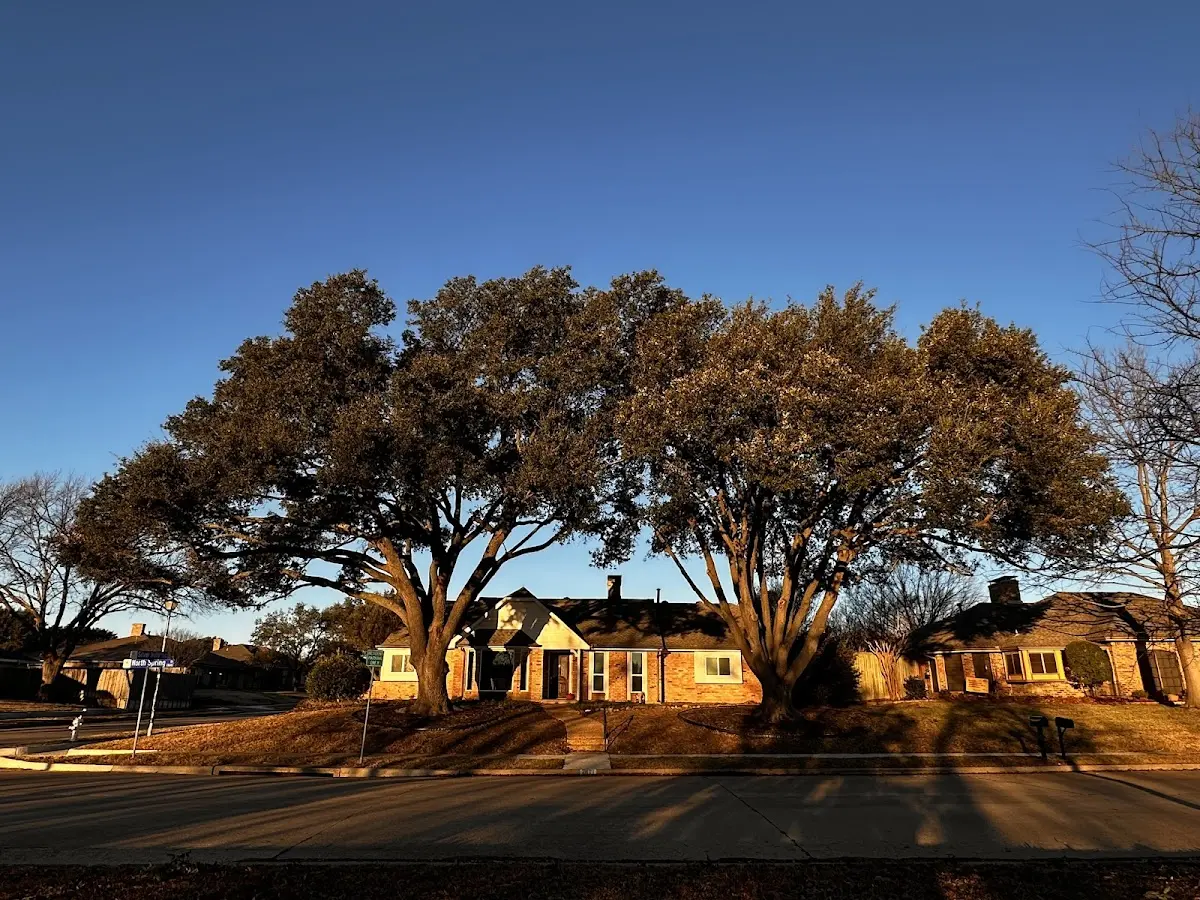 Established residential canopy tree shading a home in Munds Park